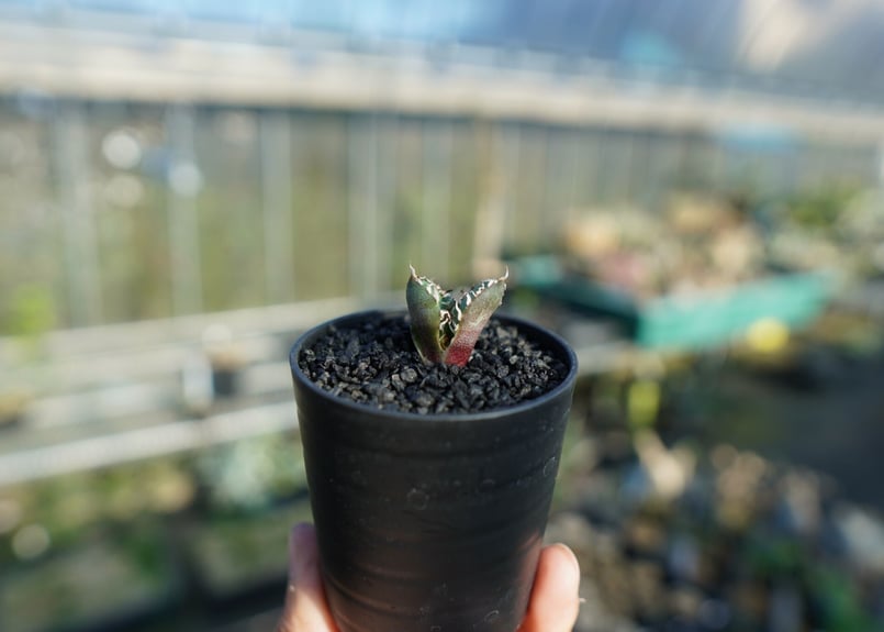 アガベ チタノタ 鬼爪雪峰 Agave titanota “Onitsume Yukimin