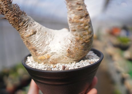 パキポディウム　エブレネウム　Pachypodium eburneum　No.3