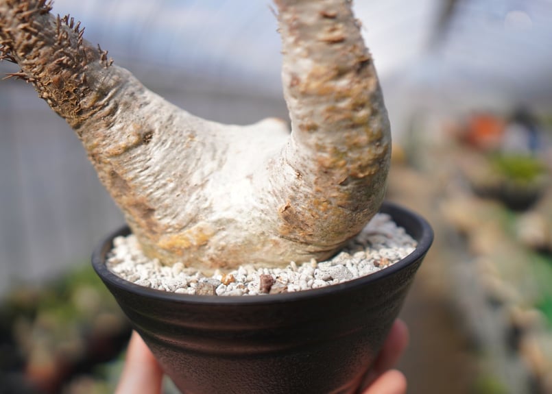 パキポディウム エブレネウム Pachypodium eburneum No.3 | mana