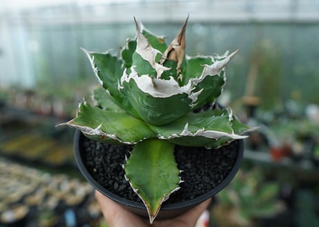 CATEGORY 特選株 | mana's green:塊根植物販売|マナズグリーン CATEGORY 特選株 | mana's green:塊根植物販売|マナズグリーン