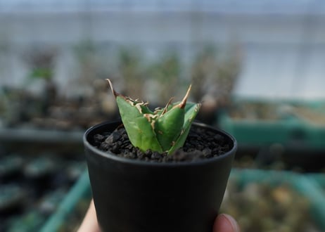 アガベ　チタノタ　白鯨　Agave titanota White whale  A20