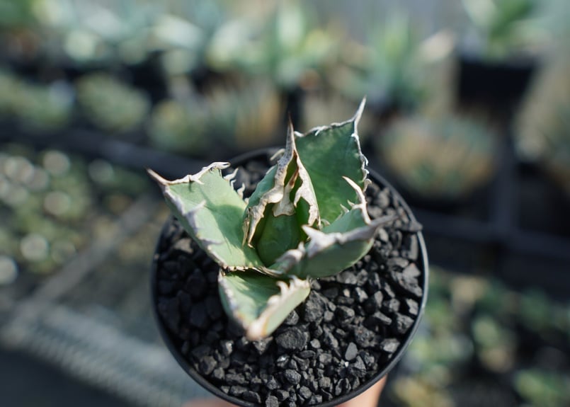 アガベ チタノタ FO-76 agave titanota FO-76 No.2 | mana