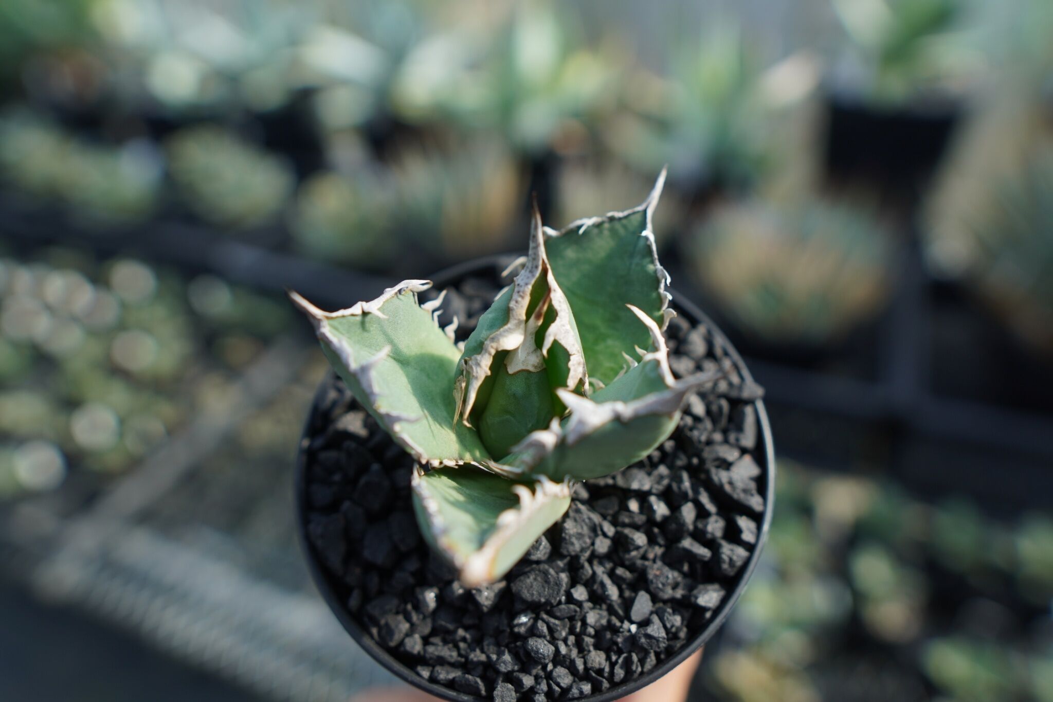 アガベ チタノタ FO-76 agave titanota FO-76 No.2 | mana