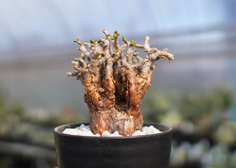 Ceraria pygmaea ケラリア ピグマエア　No.8