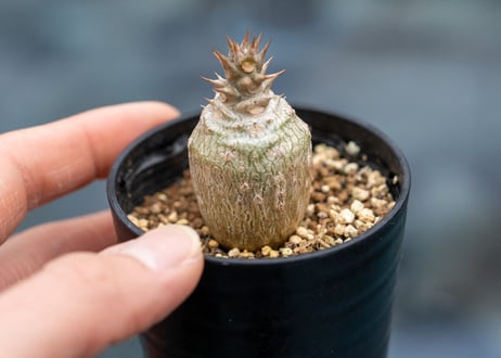 パキポディウム ウィンゾリー 沖縄実生