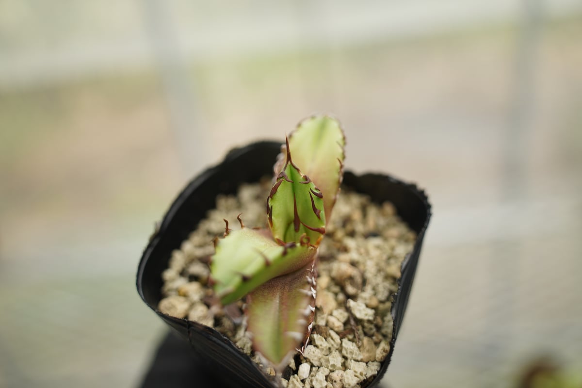 アガベ オテロイ 沖縄実生 No.4 | mana's farm:塊根植物・アガベ