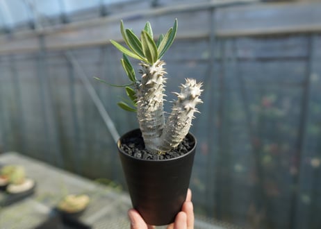 パキポディウム　伊藤ハイブリッド　Pachypodium 'Itoh Hybrid'  No.1