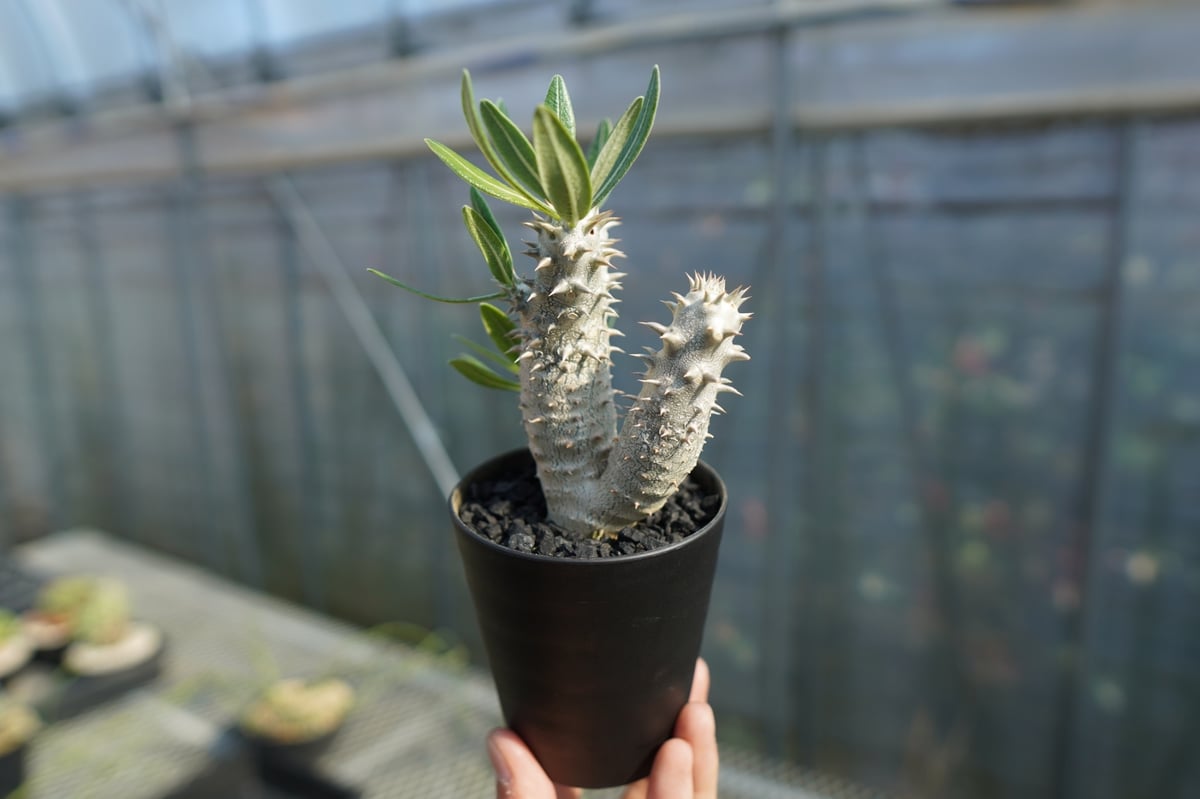 パキポディウム 伊藤ハイブリッド Pachypodium 'Itoh Hybrid' No.