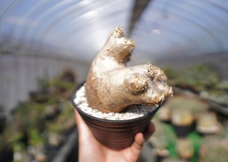 パキポディウム　エブレネウム　Pachypodium eburneum　No.2