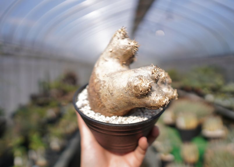 パキポディウム エブレネウム Pachypodium eburneum ② Pachypodium eburneum パキポディウム エブレネウム no.2 | man