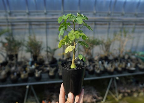 アデニア　グラウカ　Adenia glauca  No.1