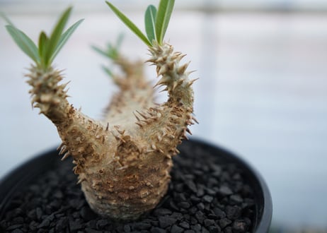 パキポディウム　デンシフローラム　Pachypodium densiflorum　No.2