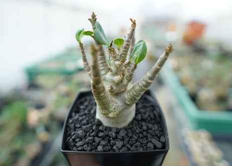 アデニウム　Adenium　No.4
