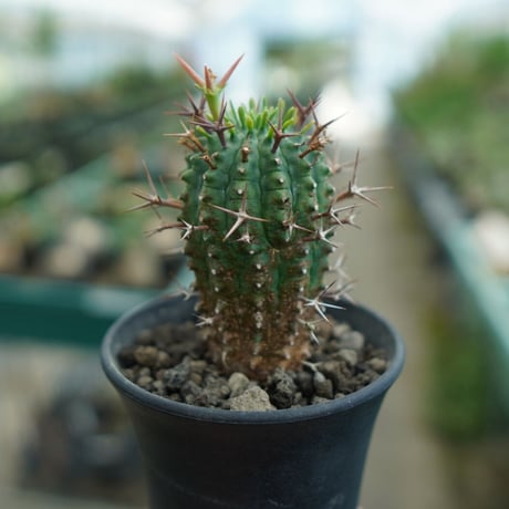 stellispina | STORES