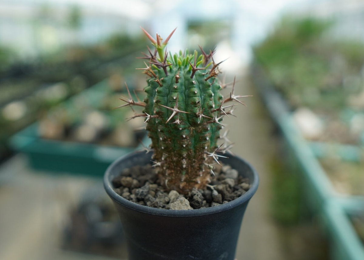 ユーフォルビア 群星冠 Euphorbia stellispina | mana's farm
