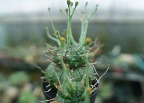 ユーフォルビア　バリダ　Euphorbia valida　No.9