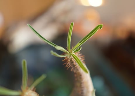 パキポディウム　グラキリス　 Pachypodium Gracilius