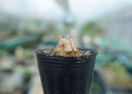 亀甲竜　Dioscorea elephantipes　No.5