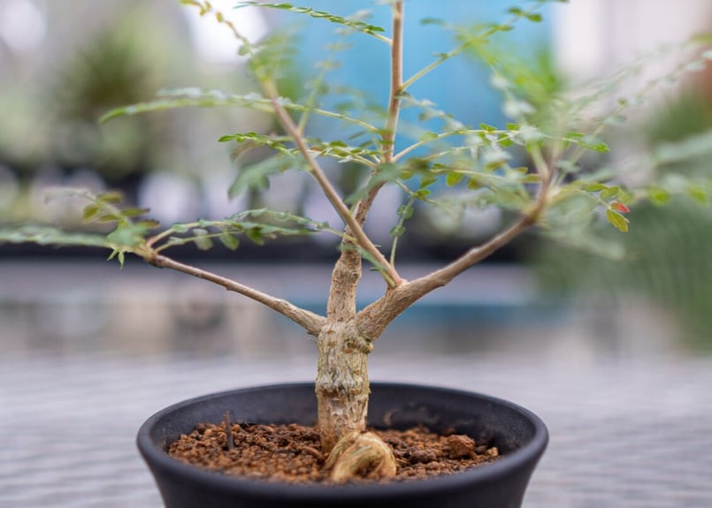 ボスウェリア ネグレクタ | mana's farm:塊根植物・アガベ・ドライ