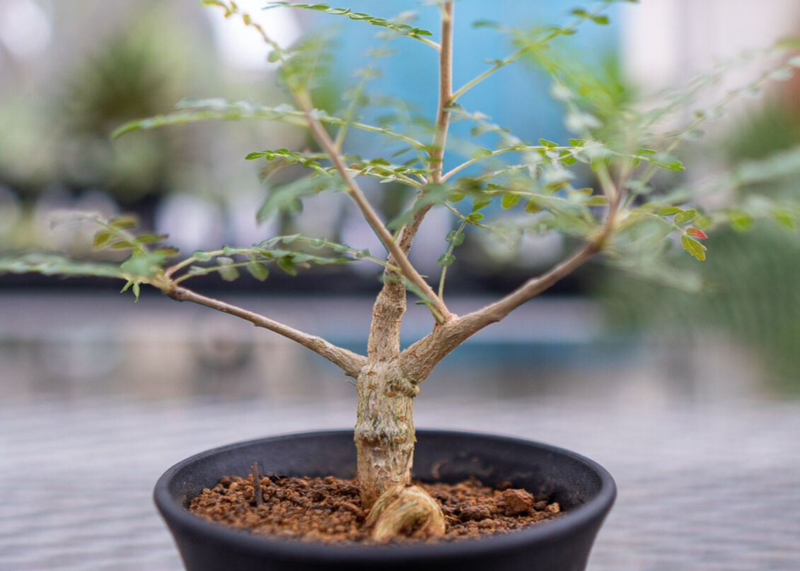 ボスウェリア ネグレクタ | mana's farm:塊根植物・アガベ・ドライ