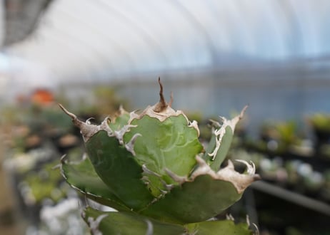 agave titanota ソーラーエクリプス　solareclipse　No.1
