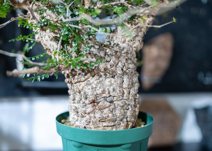 オペルクリカリア パキプス | mana's farm:塊根植物・アガベ・ドライ