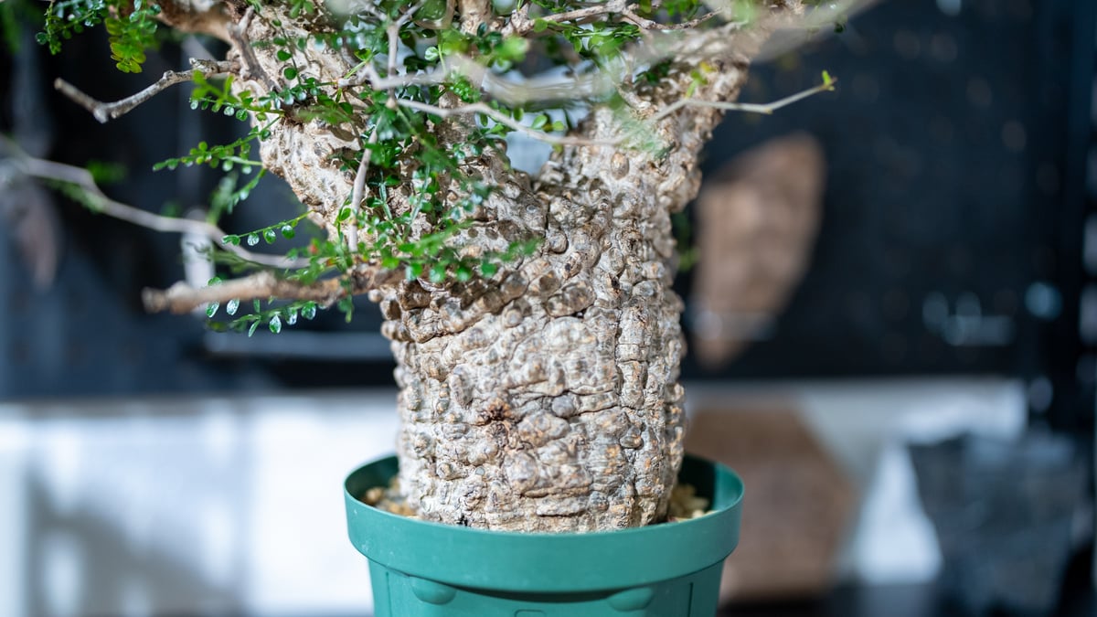 オペルクリカリア パキプス | mana's farm:塊根植物・アガベ・ドライ