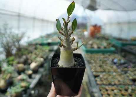 アデニウム　Adenium　No.3