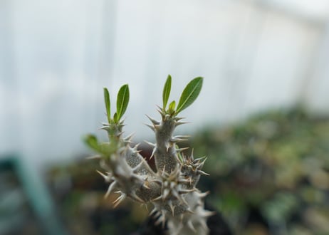 パキポディウム　デンシフローラム　Pachypodium densiflorum　No.4