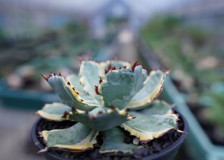 アガベ　兜蟹錦　連棘　Agave isthmensis “Kabutogani” variegata No.1