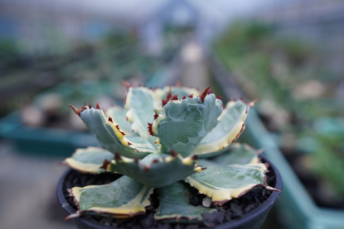 アガベ 兜蟹錦 連棘 Agave isthmensis “Kabutogani” varieg