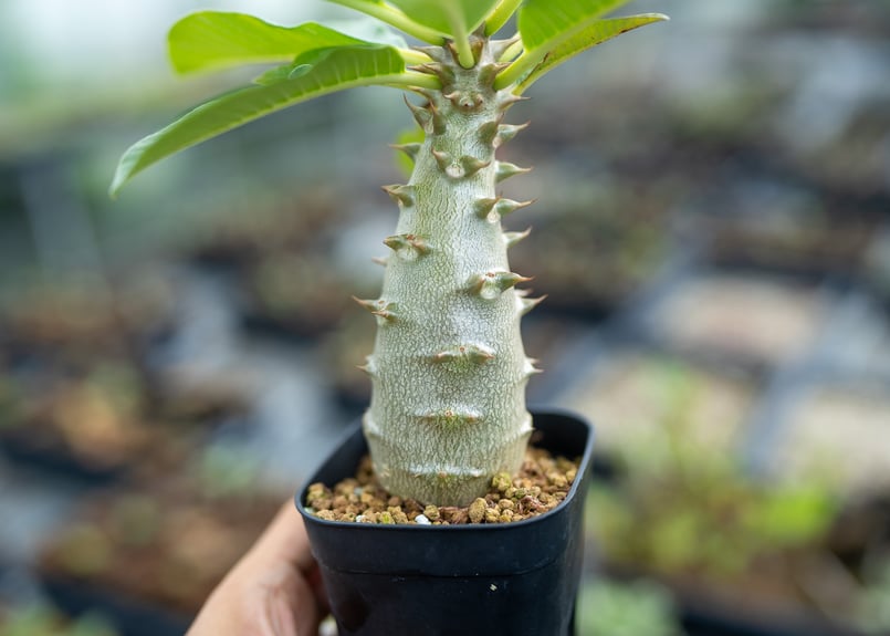 パキポディウム バロニー 沖縄実生 | mana's farm:塊根植物・アガベ