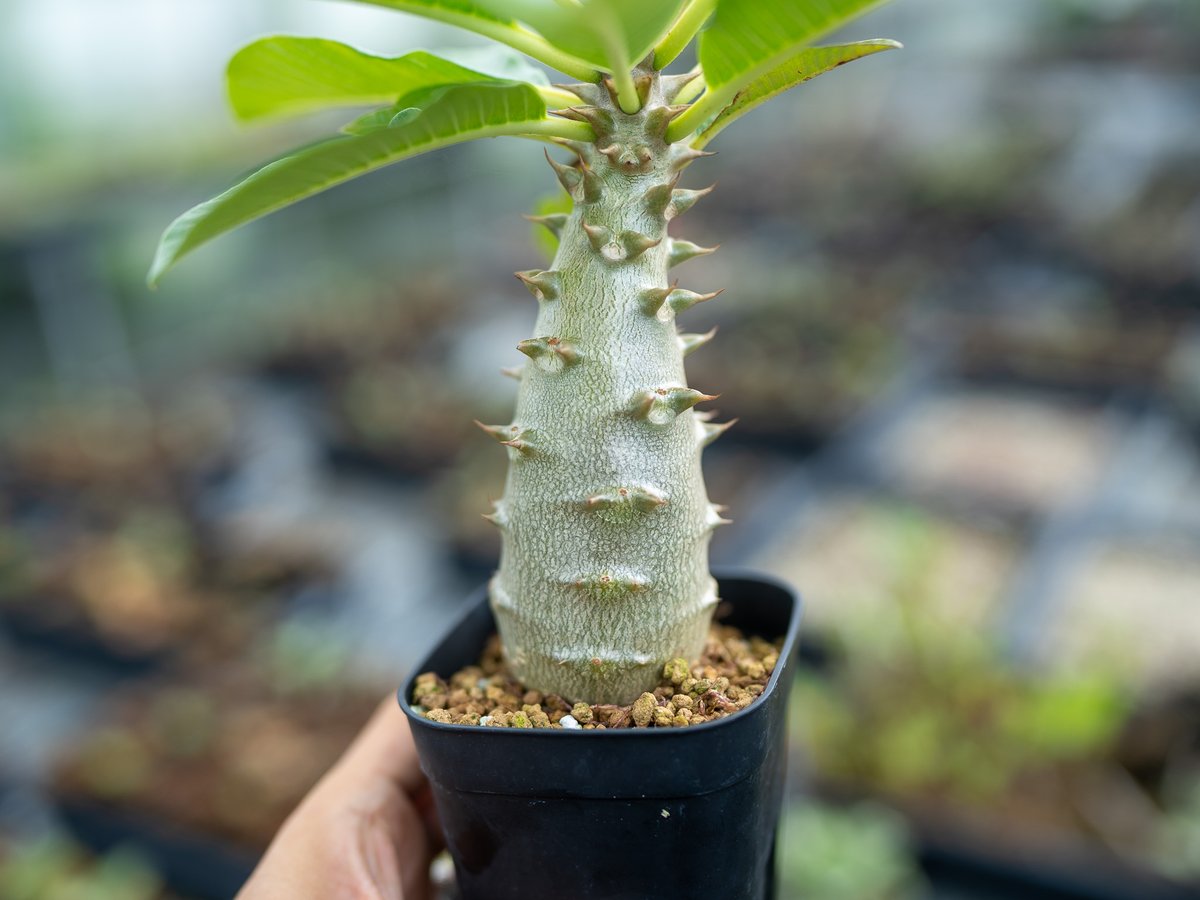 パキポディウム バロニー 沖縄実生 | mana's farm:塊根植物・アガベ パキポディウム バロニー 沖縄実生 | mana's farm:塊根植物・アガベ