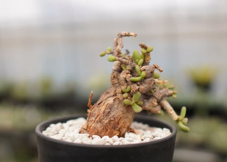 Ceraria pygmaea ケラリア ピグマエア　B NO.10