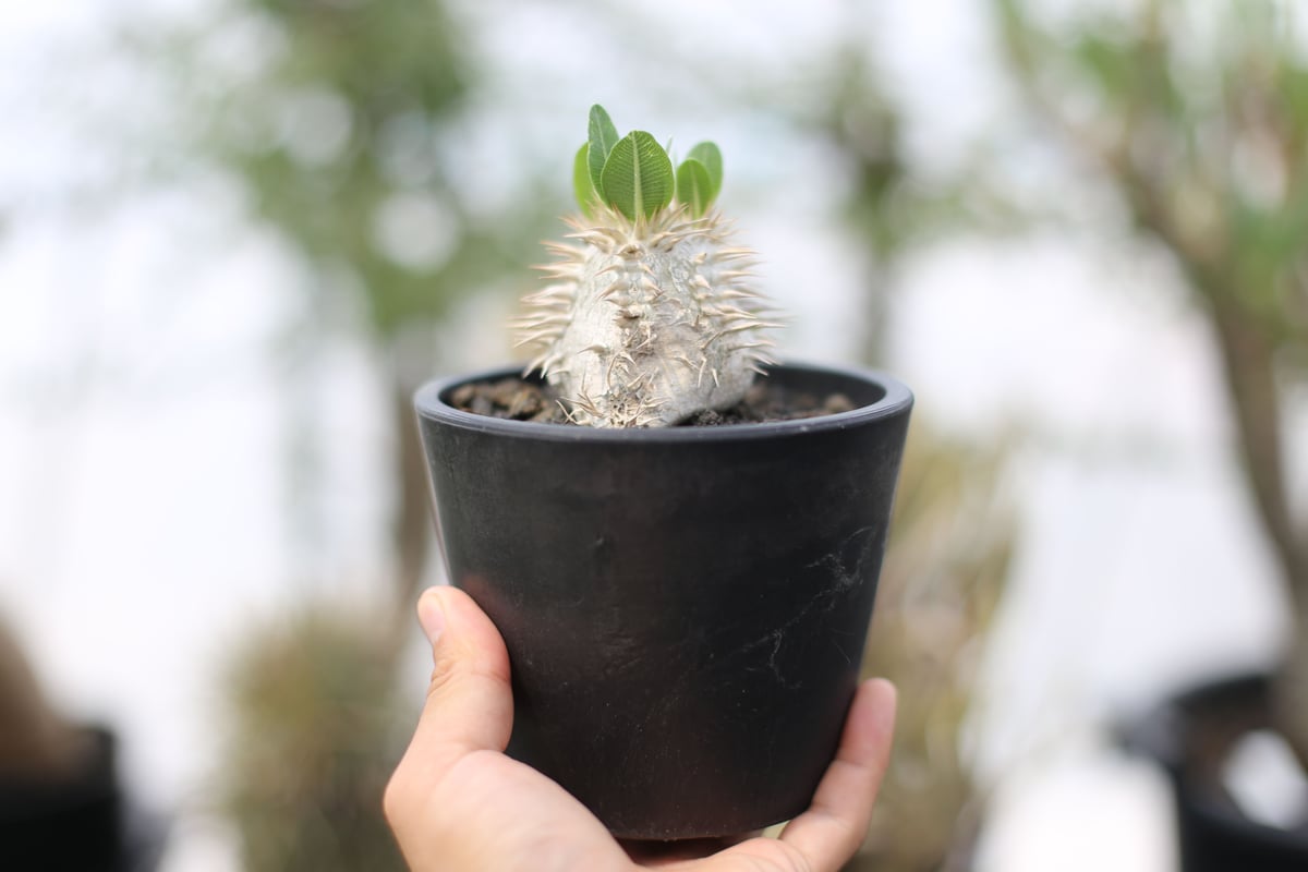 パキポディウム・エブルネウム　野生　中型 塊根植物 緑葉 白鉢 パキポディウム エブレネウム | mana's farm:塊根植物・アガベ・ドライ