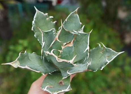 Agave titanota 白鯨 B NO.6
