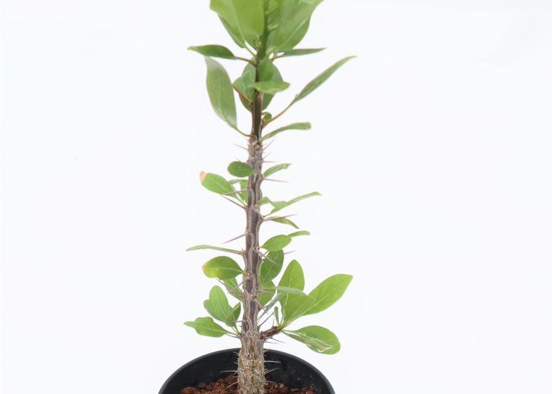 フォークイエリア ディグエッティ | mana's farm:塊根植物