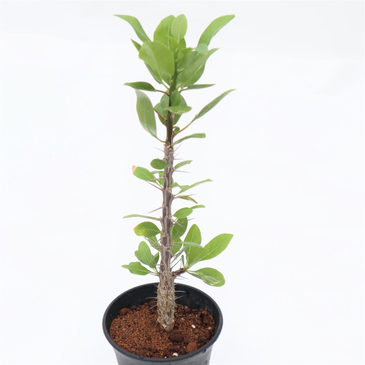 フォークイエリア ディグエッティ | mana's farm:塊根植物・アガベ