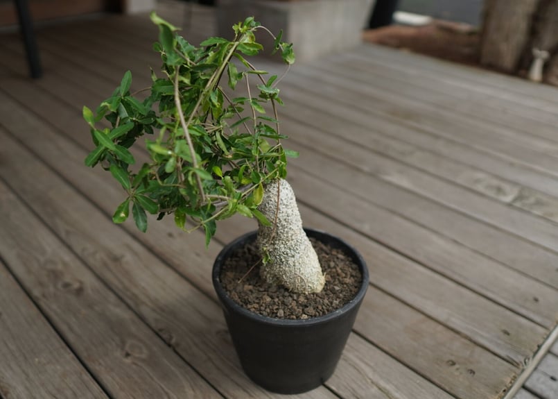 フォッケア エデュリス 火星人 Fockea edulis | mana's farm:塊根植