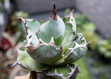 Agave B&B  №1