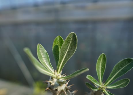 パキポディウム　伊藤ハイブリッド　Pachypodium 'Itoh Hybrid'  No.3