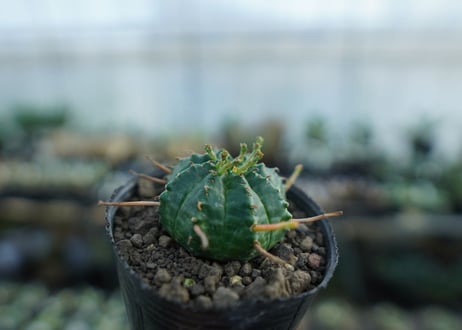 ユーフォルビア　バリダ　Euphorbia valida　No.1