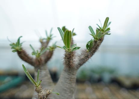 パキポディウム　グラキリス　 Pachypodium Gracilius  No.5