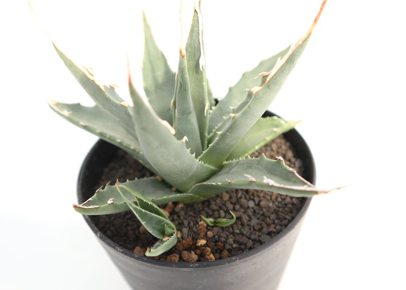アガベ ユタエンシス エボリスピナ no.3 | mana's farm:塊根植物
