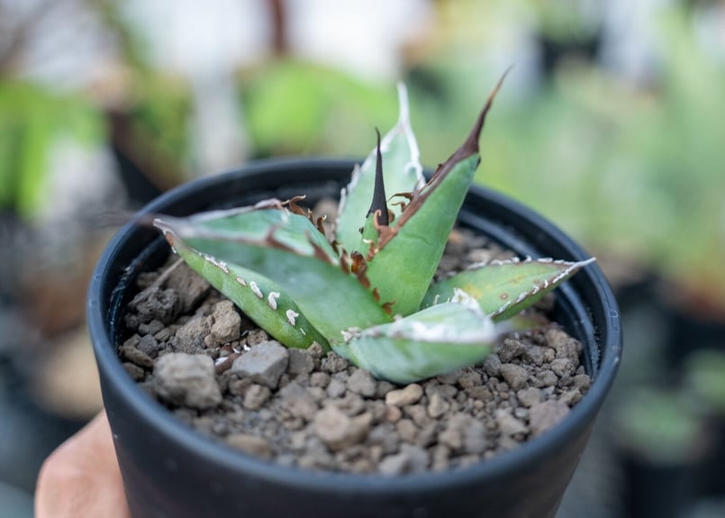 アガベ オテロイ agave oteroi No.1 | mana's farm:塊根植物・ア