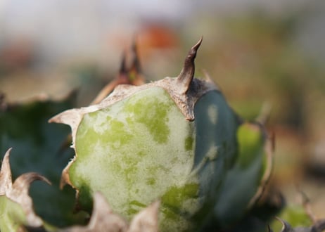 agave titanota ブラック＆ブルー　No.8