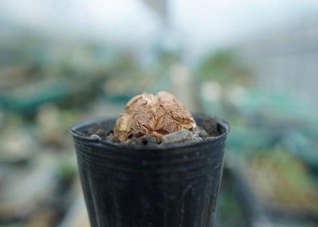亀甲竜　Dioscorea elephantipes　No.6