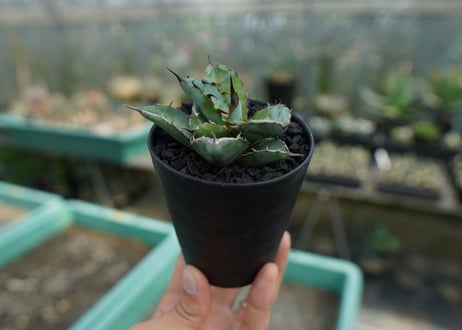 アガベ　チタノタ　 ブラックアンドブルー 　Agave titanota black and blue　No.3