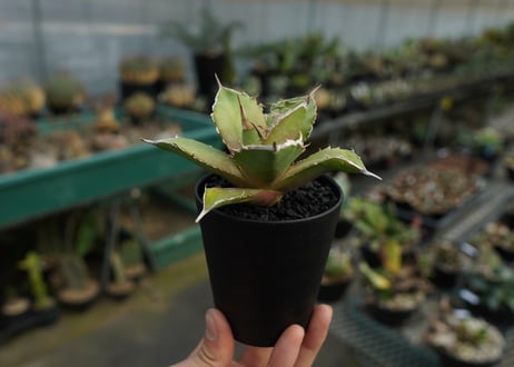 アガベ　チタノタ　 獅子光 agave titanota Lion light 子株  No.1
