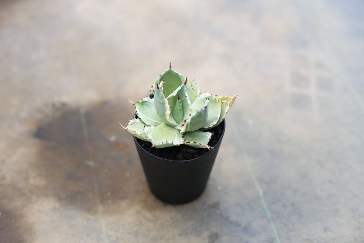 アガベ カブトガニ錦 | mana's farm:塊根植物・アガベ・ドライガーデン